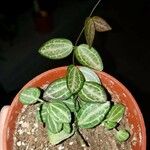 Dischidia ovata Leaf