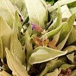 Salvia officinalis 其他