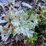 Artemisia genipi Leaf