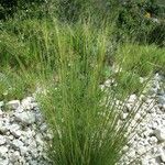 Stipa juncea Fuelha