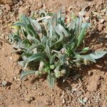 Plantago ciliata Habitus