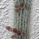 Cleistocactus baumannii Květ