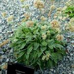 Eriogonum latifolium عادت داشتن
