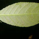 Cleidion castaneifolium Leaf