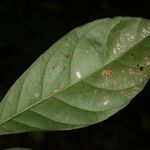 Siparuna decipiens Yaprak