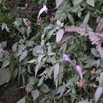 Strobilanthes pentastemonoides Агульны выгляд