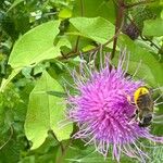 Cirsium altissimum Цвят