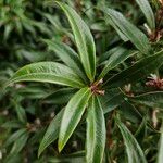 Sarcococca orientalis Leaf