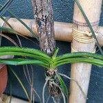 Vanda miniata 葉