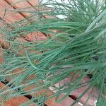 Albuca namaquensis Leaf