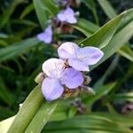 Tradescantia subaspera Flor