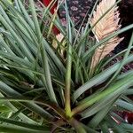 Tillandsia guatemalensis Ліст