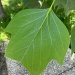 Liriodendron chinense 葉