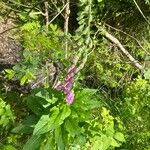 Digitalis thapsi Flower