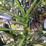 Schefflera spp. Blatt