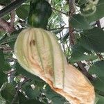 Cucurbita pepo Flower