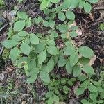 Vaccinium pallidum Hoja