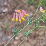 Capnoides sempervirens Flor