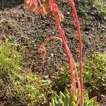 Echeveria agavoides Plante entière