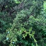 Juniperus virginiana Fulla