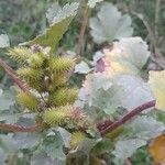 Xanthium strumariumHoja