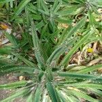 Kalanchoe rosei Leaf