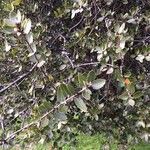 Quercus wislizeni Лист