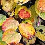 Fothergilla gardenii Foglia