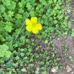 Oxalis pes-capraeപുഷ്പം