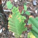 Nothofagus alpina Hoja