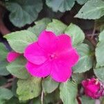 Impatiens walleriana Flower