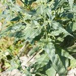 Nicotiana acuminata Hábito