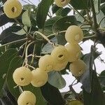 Hernandia cordigera Fruit