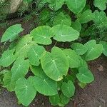 Colocasia esculentaЦветок