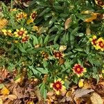 Gaillardia aristataFlower