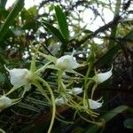 Angraecum expansum Blomma