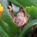 Glottiphyllum difforme Fruto