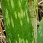 Aloe amudatensis Levél