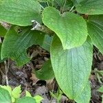 Smilax herbacea ഇല