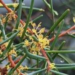 Hakea nodosa Flower