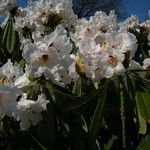 Rhododendron × geraldii Flower