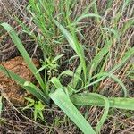 Albuca abyssinica 葉