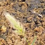 Polypogon monspeliensis Blomst