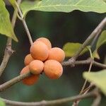 Pleiocarpa pycnantha Fruit