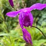 Bletilla striata 花