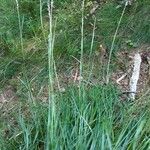 Danthonia decumbens List