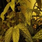 Begonia maculata Folha