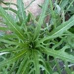 Sonchus congestus Blatt