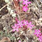 Pistorinia hispanica Flower