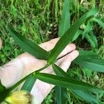 Digitalis laevigata Foglia